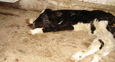 Co dělat, když se tele nepostaví?